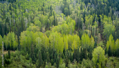 Mixed Forest Greens in Canadian Forests