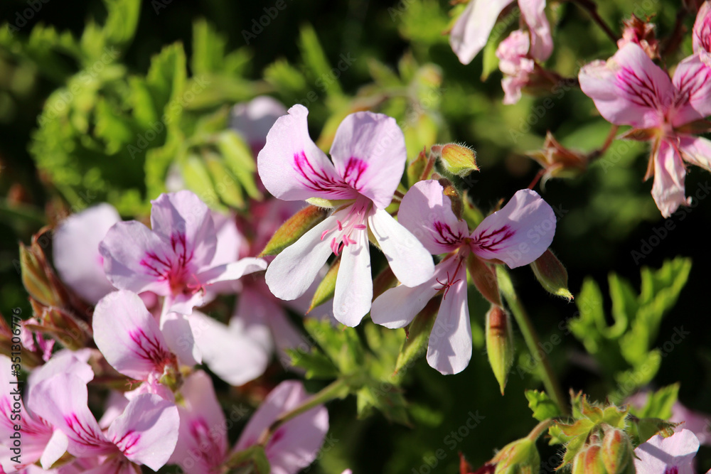 Obraz premium Flores rosas llamadas geranio antimosquitos (Pelargonium citrodorum)