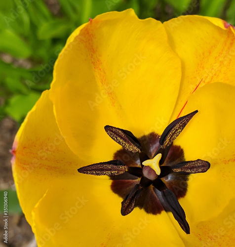 Yellow Tulip 1