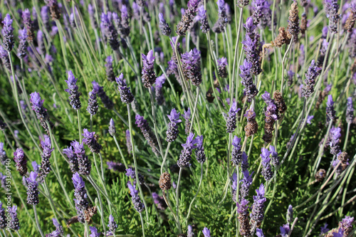 Gorgeous field of lavender in bloom