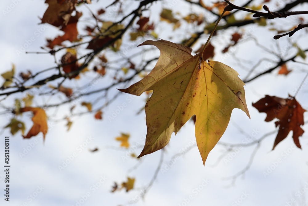 autumn maple leaves