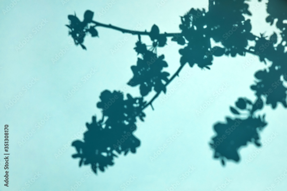 Fototapeta premium Top view of natural plant shadow of branches with flowers and leaves on blue background. Minimal summer concept