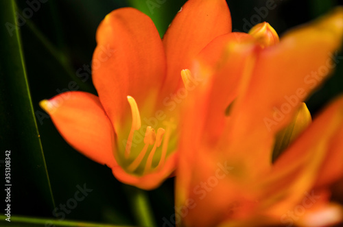 Flora naranja