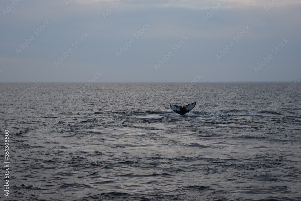 Whale tail emerging from the ocean