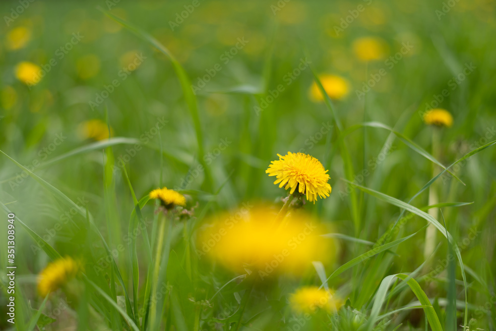 yellow dandelions growing on a lawn illuminated by the sunlight yellow dandelions growing on a lawn illuminated by the sunlight