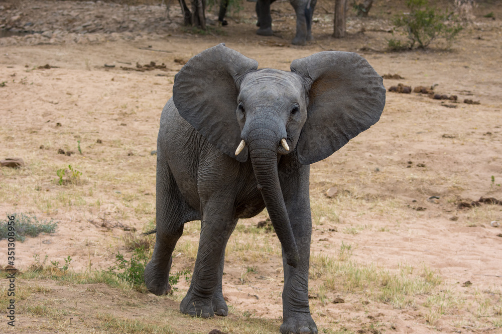 Obraz premium Young African Elephant (Loxodonta africana) in the Timbavati reserve, South Africa