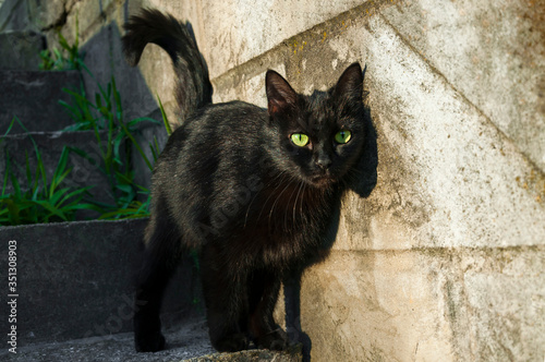 A black cat rubs against a concrete wall on the stairs. Animal portrait.