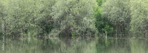 lush green vegetation on the shore of a pond