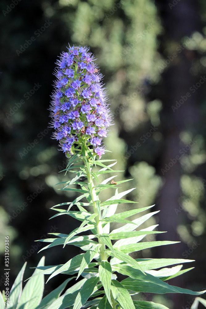 Flores de la planta orgullo de Madeira (Echium candicans) Flores de la planta orgullo de Madeira (Echium candicans)