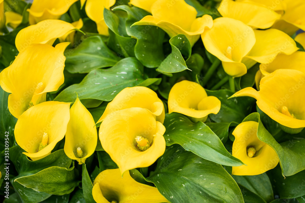 Bouquet of yellow Calla lilies. Zantedeschia Bouquet of yellow Calla lilies. Zantedeschia