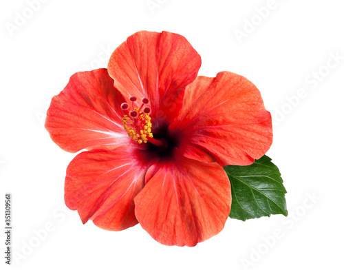 bright red hibiscus flower isolated © Tetiana