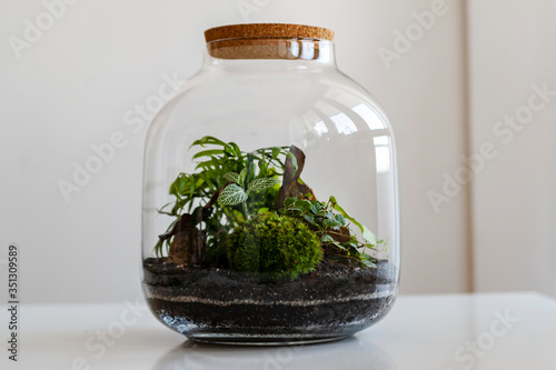 Small decoration plants in a glass bottle/garden terrarium bottle/ forest in a jar. Terrarium jar with piece of forest with self ecosystem. Save the earth concept. Bonsai, set of terrariums/ jars