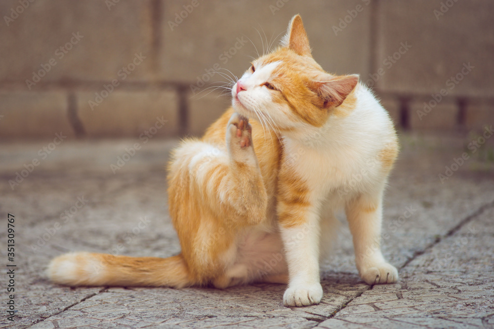 Ginger white cat paw scratches behind the ear outdoors. Fleas and ticks in domestic animals. Ginger white cat paw scratches behind the ear outdoors. Fleas and ticks in domestic animals.