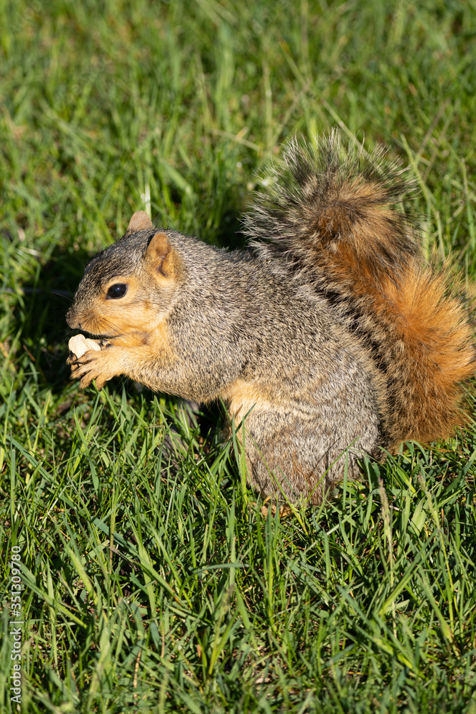 eastern fox squirrel looking for a snack on a sunny day in the park eastern fox squirrel looking for a snack on a sunny day in the park