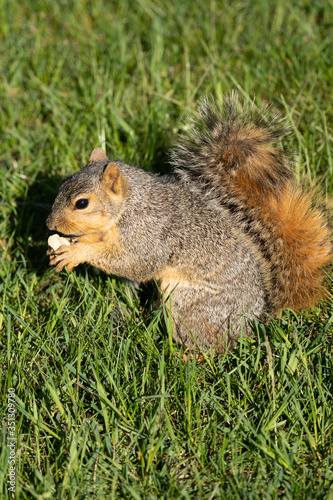 eastern fox squirrel looking for a snack on a sunny day in the park © J.A.