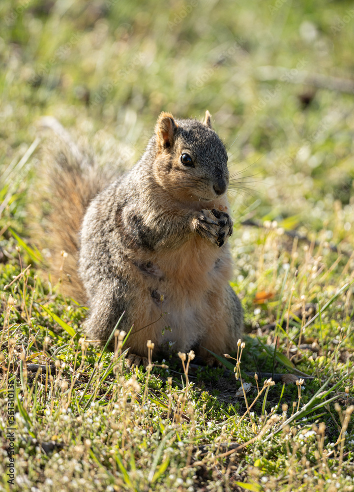 eastern fox squirrel looking for a snack on a sunny day in the park