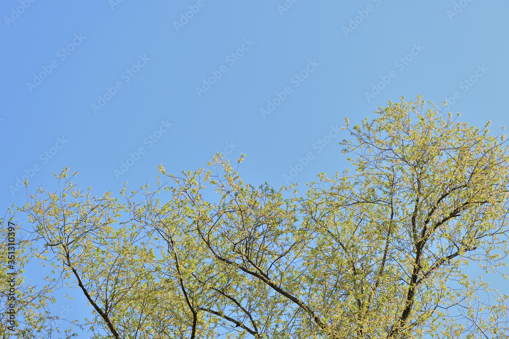 Crowns of trees against a blue spring sky covered with fresh foliage. Natural background. The concept of freshness, youth, growth and spring Crowns of trees against a blue spring sky covered with fresh foliage. Natural background. The concept of freshness, youth, growth and spring