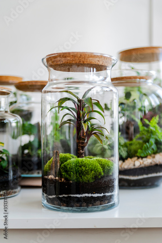 Small decoration plants in a glass bottle/garden terrarium bottle/ forest in a jar. Terrarium jar with piece of forest with self ecosystem. Save the earth concept. Bonsai, set of terrariums/ jars