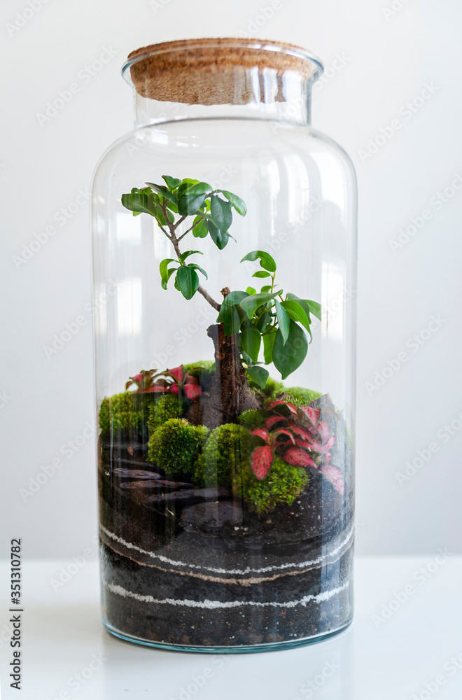 Small decoration plants in a glass bottle/garden terrarium bottle/ forest in a jar. Terrarium jar with piece of forest with self ecosystem. Save the earth concept. Bonsai, set of terrariums/ jars