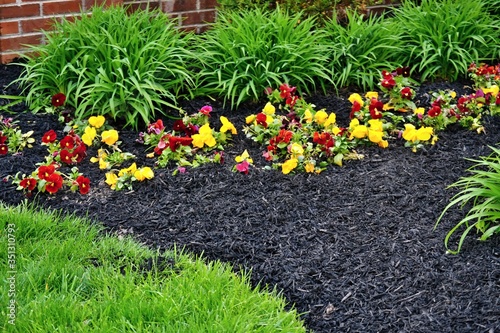 Fotografie Spring flowerbed freshly filled with new mulch and compost mixture with growing