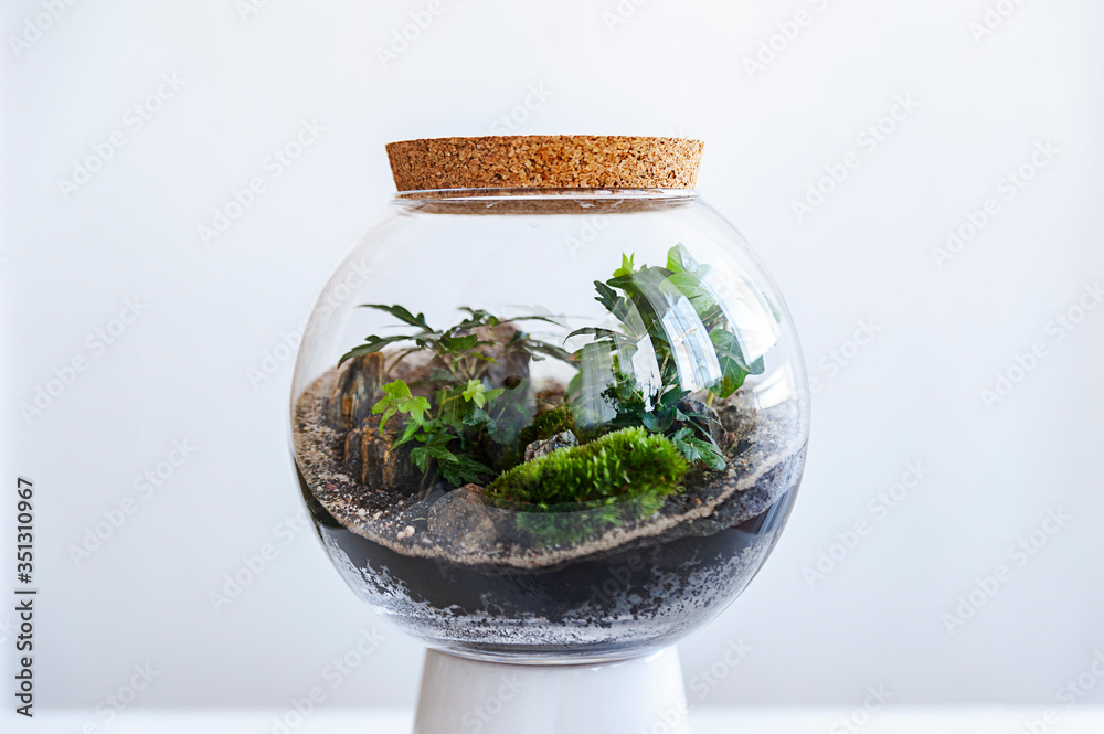 Small decoration plants in a glass bottle/garden terrarium bottle/ forest in a jar. Terrarium jar with piece of forest with self ecosystem. Save the earth concept. Bonsai, set of terrariums/ jars