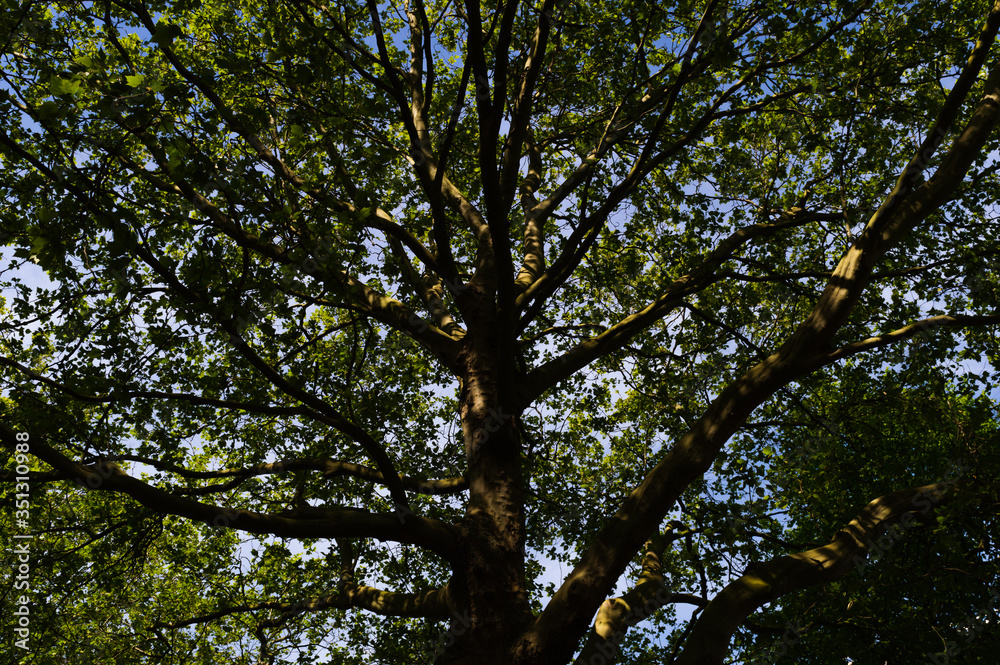 Looking up past the branches of a giant leafy tree into the sky Looking up past the branches of a giant leafy tree into the sky
