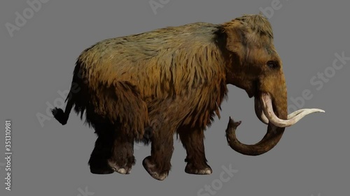 A 3-D animation of a Woolly Mammoth walk cycle isolated on a gray background. The woolly mammoth is an extinct species of mammoth that lived during the Pleistocene until its extinction in the Holocene
