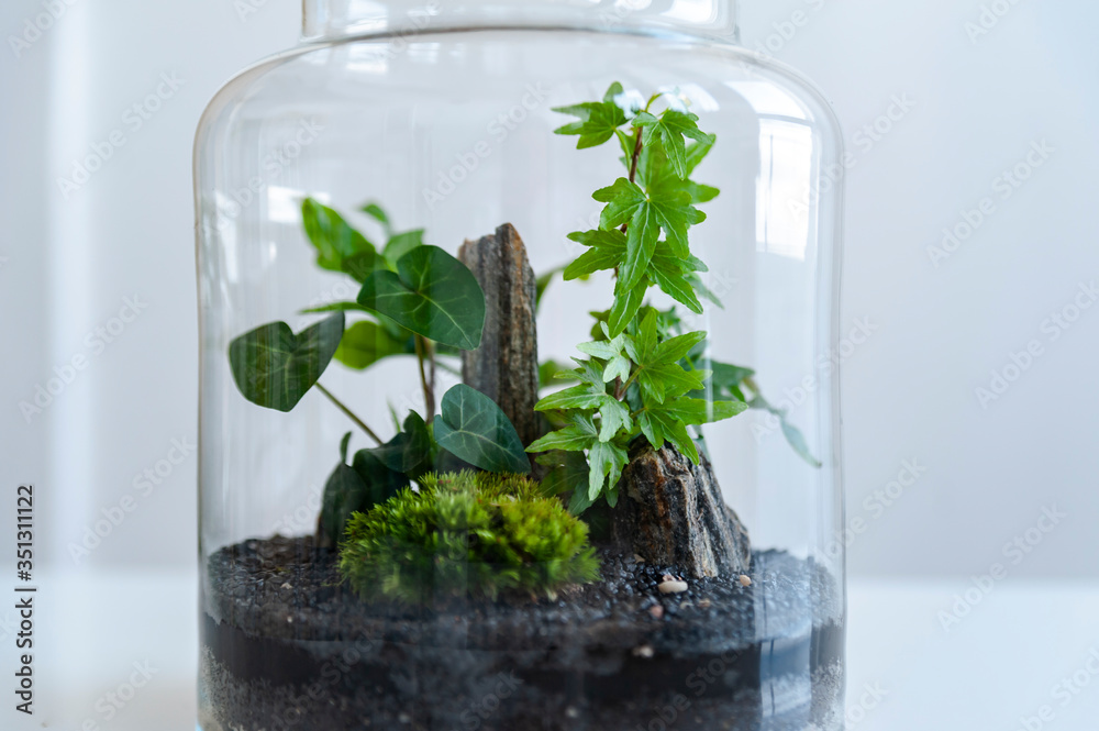 Small decoration plants in a glass bottle/garden terrarium bottle/ forest in a jar. Terrarium jar with piece of forest with self ecosystem. Save the earth concept. Bonsai, set of terrariums/ jars
