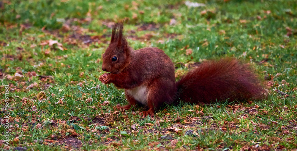 Squirrel, scientific Sciurus vulgaris, sitting on a lawn and holding an acorn. Squirrel, scientific Sciurus vulgaris, sitting on a lawn and holding an acorn.
