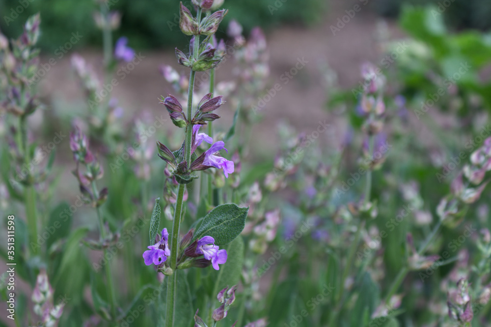 Close up beautiful blue Salvia flower blooming in the outdoor garden with blurred background. Purple Salvia is a herbal plant in the mint family. Botanical, natural, herb and flower concept. Close up beautiful blue Salvia flower blooming in the outdoor garden with blurred background. Purple Salvia is a herbal plant in the mint family. Botanical, natural, herb and flower concept.