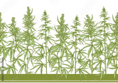 Hemp, Cannabis seamless pattern, background. Vector illustration. In botanical style Isolated on white background..