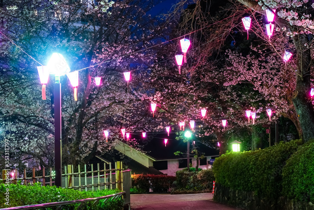 Obraz premium 東京 王子 飛鳥山公園 夜桜