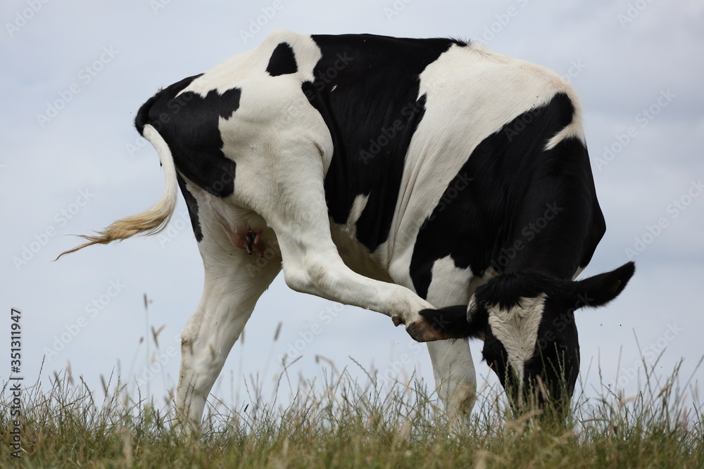 A black and white cow scratches itself with its hind leg behind its ears. A black and white cow scratches itself with its hind leg behind its ears.