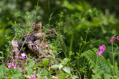 wren and flowers