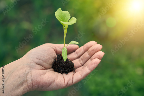 A small green sprout with the soil is in a female hand against the background of the bright sun