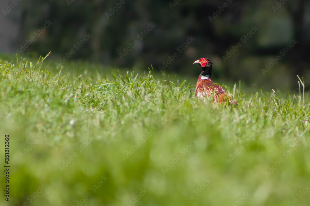 Fototapeta premium pheasant on grass