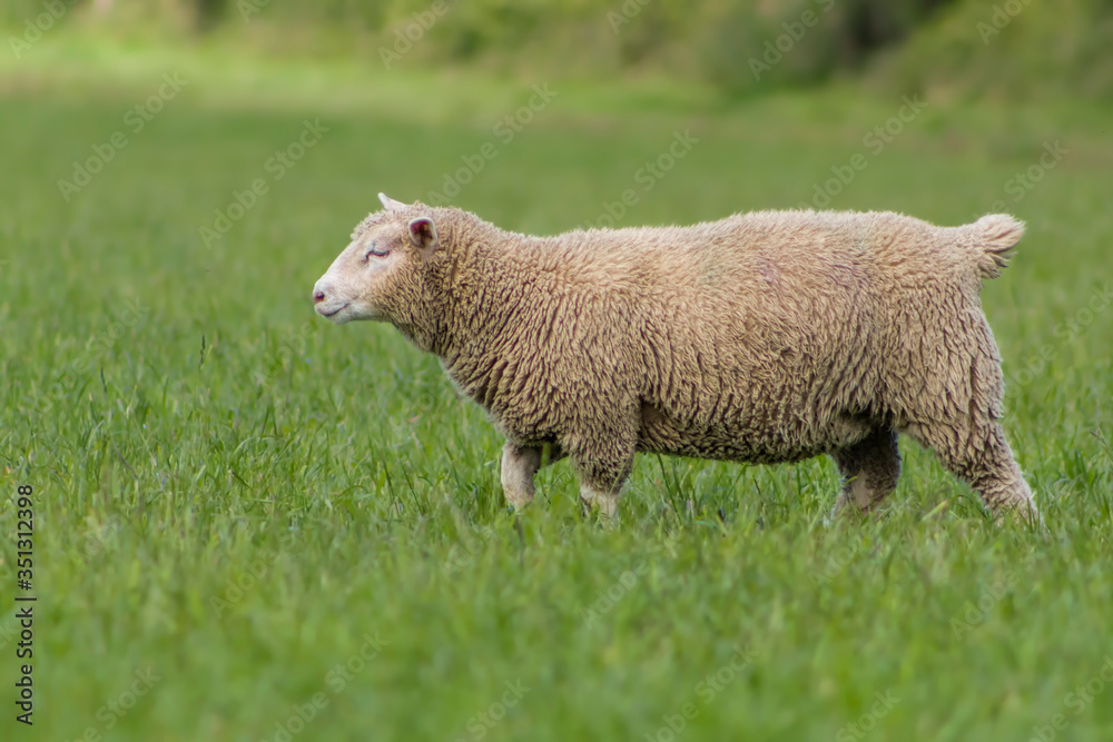 Fototapeta premium sheep in a field