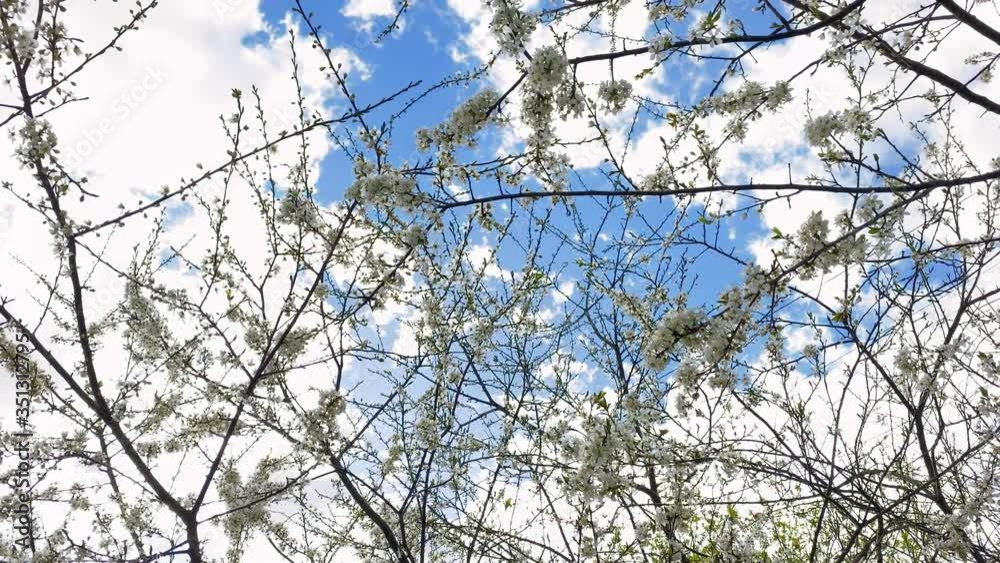 branches with white flowers on a background of blue sky and white clouds branches with white flowers on a background of blue sky and white clouds
