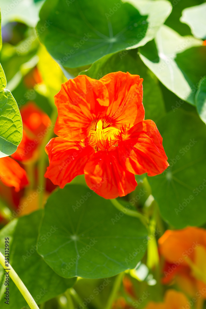 close-up of the red blossom of a nasturtium close-up of the red blossom of a nasturtium