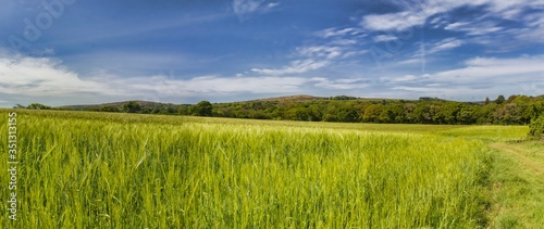 landscape with grass and sky