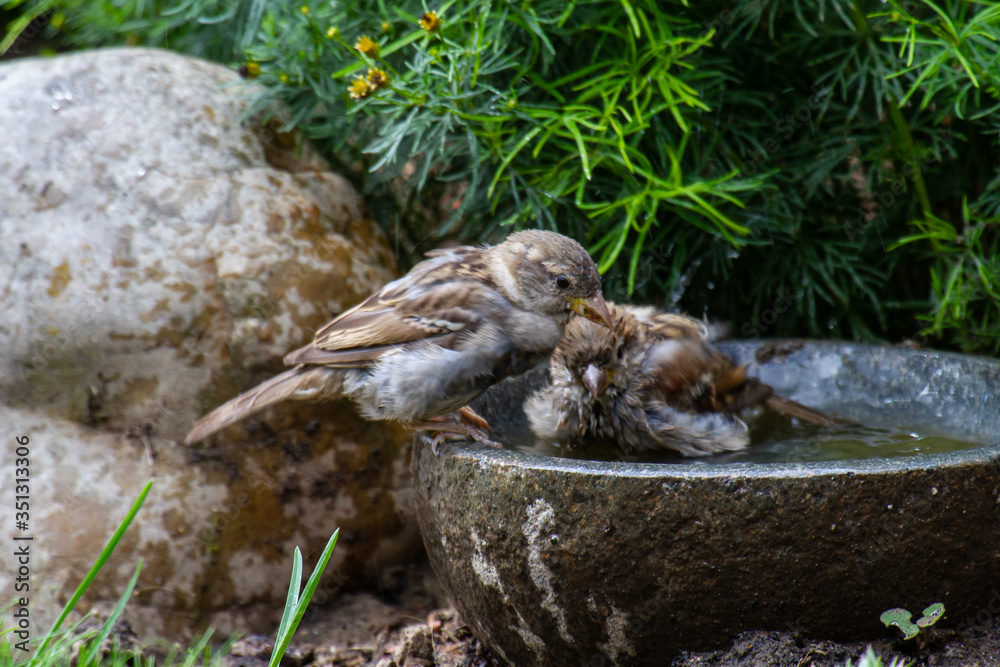 sparrows bathing in a stony bird bath with haziness by motion sparrows bathing in a stony bird bath with haziness by motion