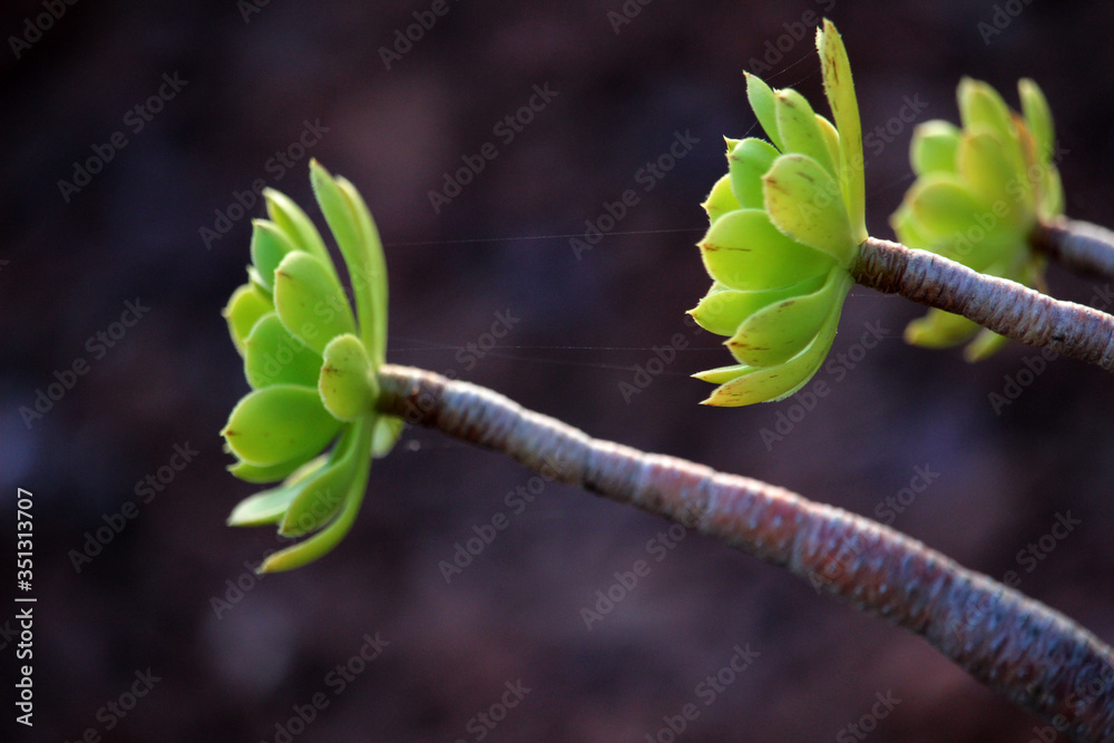 Close up of Aeonium arboreum, the tree aeonium, tree houseleek, or Irish rose, Close up of Aeonium arboreum, the tree aeonium, tree houseleek, or Irish rose,