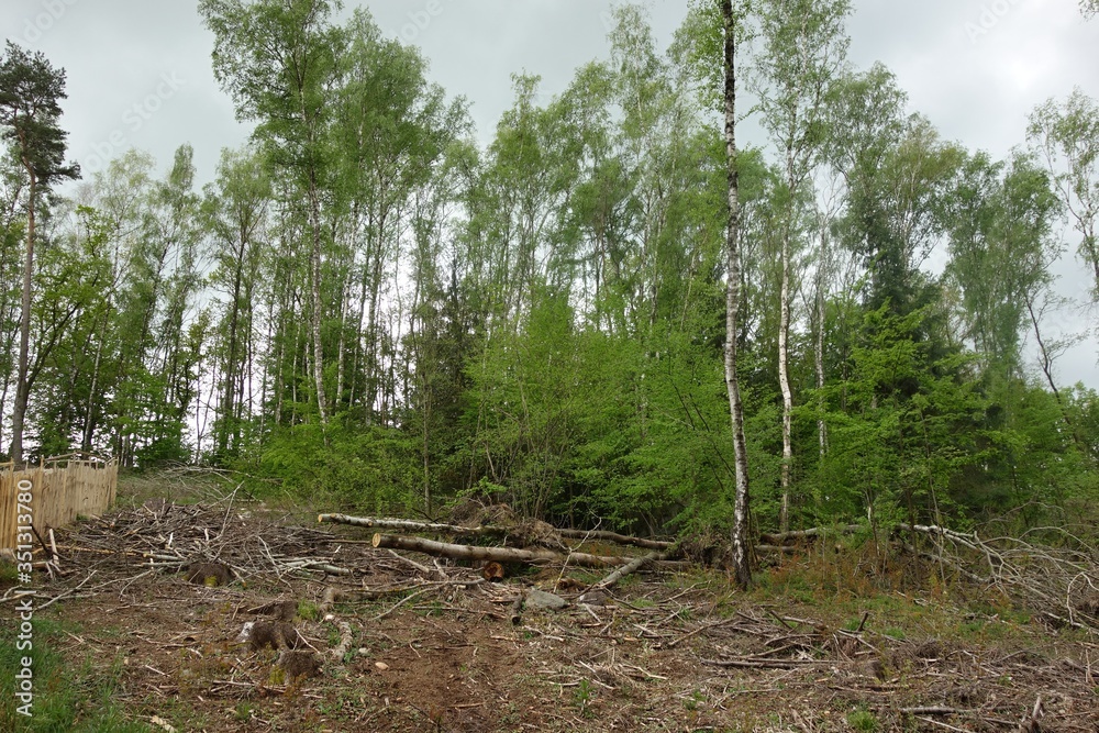 Obraz premium forest, bark beetle, forest calamity, felled trees, sad look