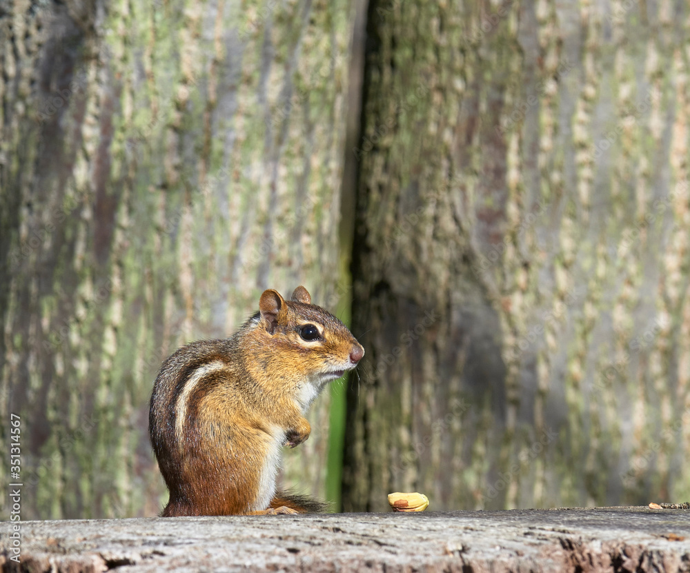chipmunk sitting on tree trunk with food chipmunk sitting on tree trunk with food