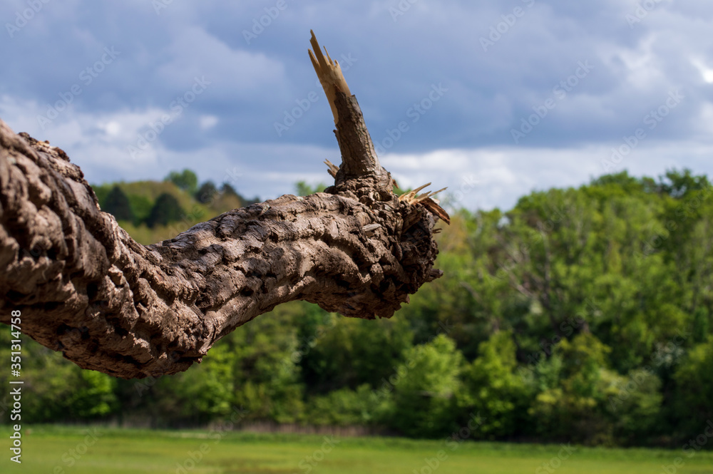 Obraz premium Branch overlooking a small lush valley