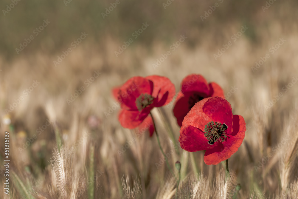Obraz premium Red Poppies among ears of golden wheat at sunrise