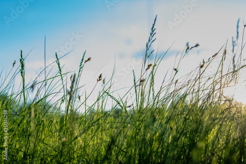 Fototapeta Naklejka Na Ścianę i Meble -  Blurred background of green grass against a blue sky