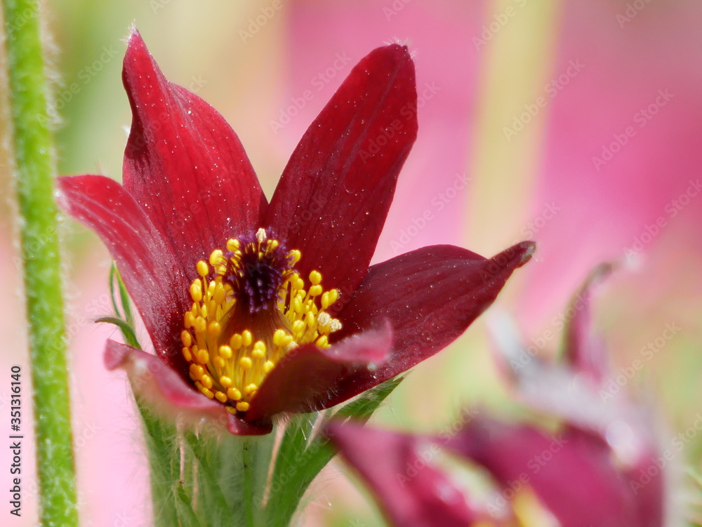 pink lily flower pink lily flower