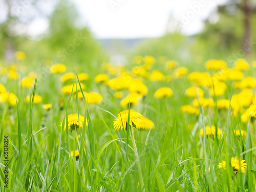 field of dandelions.  Sunny meadow with yellow flowers. Dandelions in the forest. summer background  © Ольга Шапкина