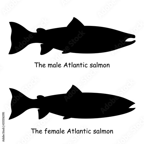 The black silhouette of the male and female Atlantic salmon (Salmo salar) are isolated on the white background.